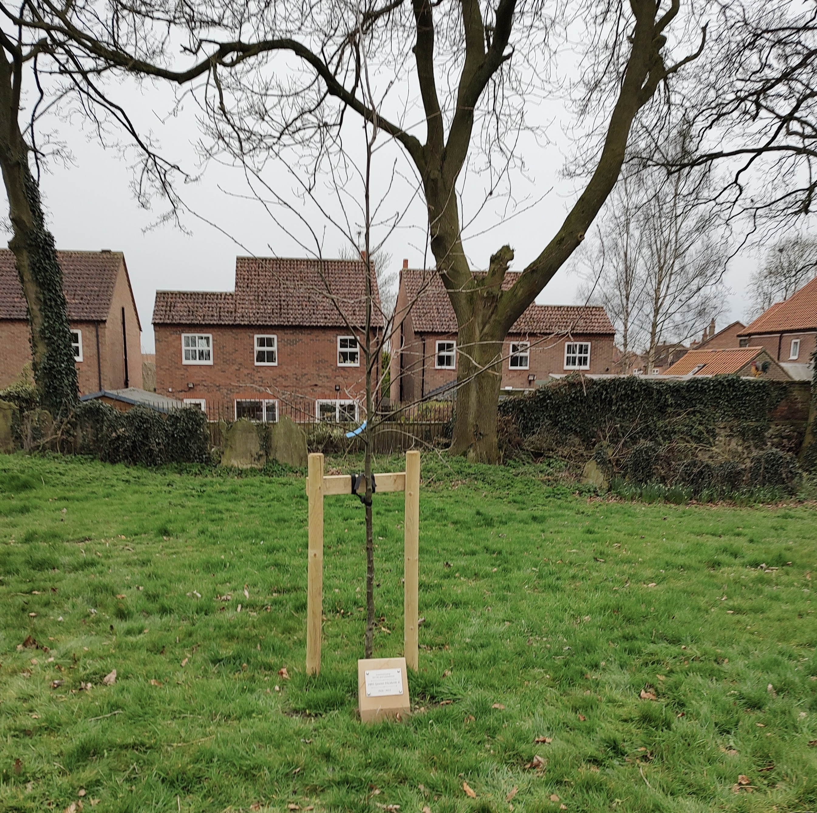 small tree attached to wooden frame in the grounds of St Leonards Church